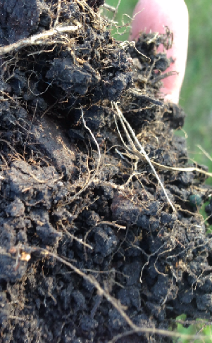Figure 6. Roots and leaves in the soil are a good source of active organic matter.
