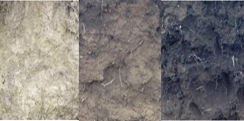 Figure 7. Examples of soil with less than 1%, 2% and 3.5% organic matter. 