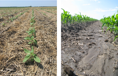 Figure 9. Soil protected with a blanket of residue (left) and soil exposed to the elements (right). 