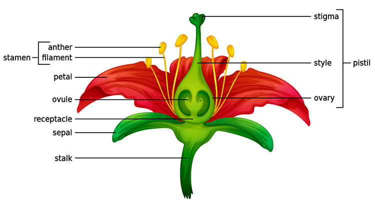 Figure 1. Anatomy in a perfect flower.