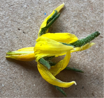 Figure 3b. Tomato flower with a portion of its anthers cut away to reveal the pistil. 