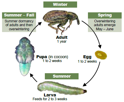 Figure 4. Life cycle of the alfalfa weevil