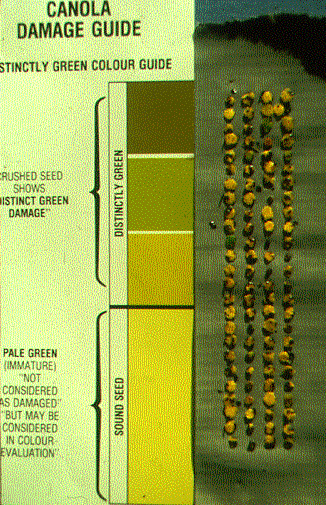 Figure 13. Green seed test guide.