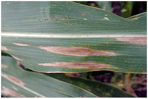 Figure 38. Corn leaf with tan, cigar-shaped lesions of NCLB. Middles also look dusty due to growth of the fungus.