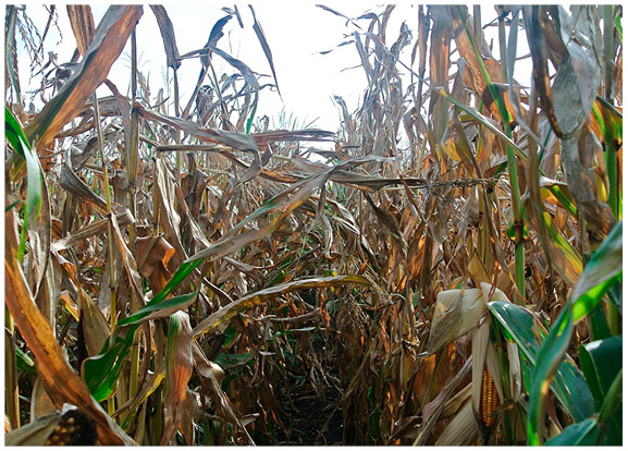 Figure 40. Pocket of Goss' wilt in the field. Disease progression has advanced causing severe necrosis of plant tissue.