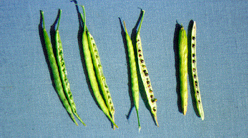 Figure 5. Change in pod and seed maturity.