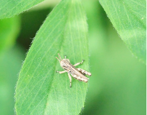 A small grasshopper nymph, light-colored with darker markings, sits on a green leaf