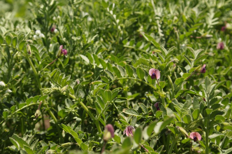 Photo 3. Flowering desi chickpea variety with compound leaves.