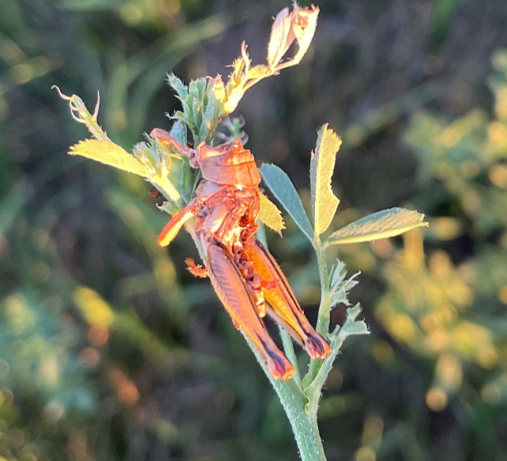 The orange-colored body of a dead grasshopper clutches to the top of a plant stem. 