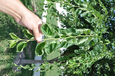Figure 1 – Leaf cupping of hybrid elm due to exposure to growth regulator-type herbicides. Damage would be similar on apple leaves.
