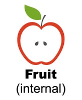 Fruit - internal
