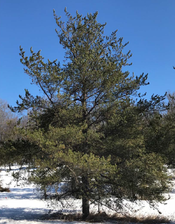 Jack Pine (Pinus banksiana)
