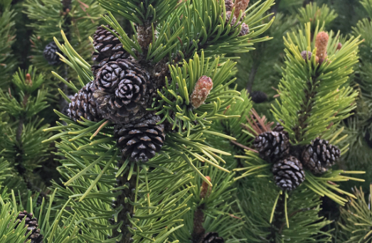 Mugo Pine (Pinus mugo) [Swiss mountain pine – Pinus mugo var. uncinata]