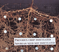 Figure 1b. Nodules formed on soybean roots through seed-placed inoculation with Bradyrhizobium japonicum (left), and with previous year wheat seed inoculated (right) in soils with no previous soybean inoculation history.