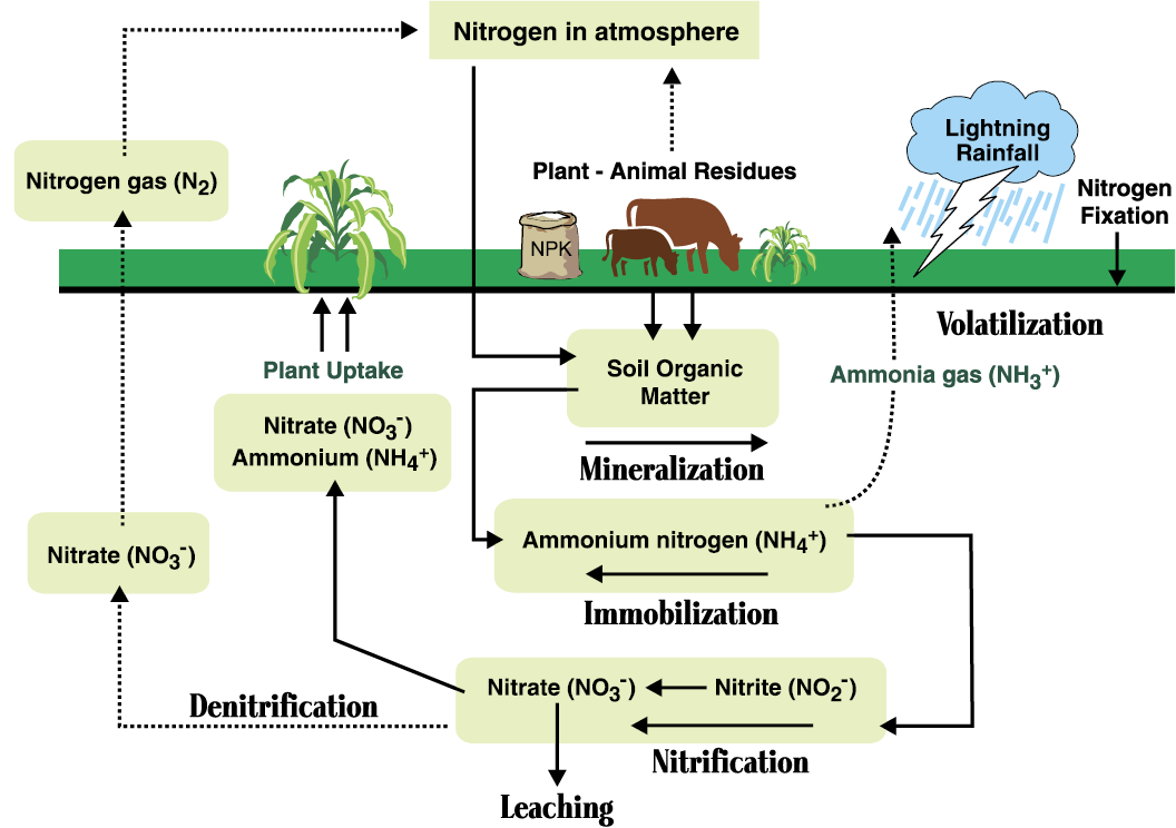 Figure 1. The nitrogen cycle