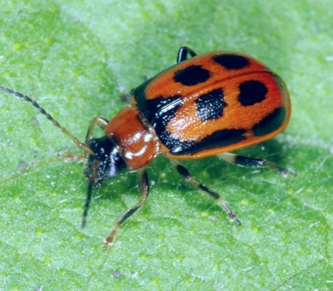A reddish-orange beetle with four black spots on its wings sits on a green leaf.