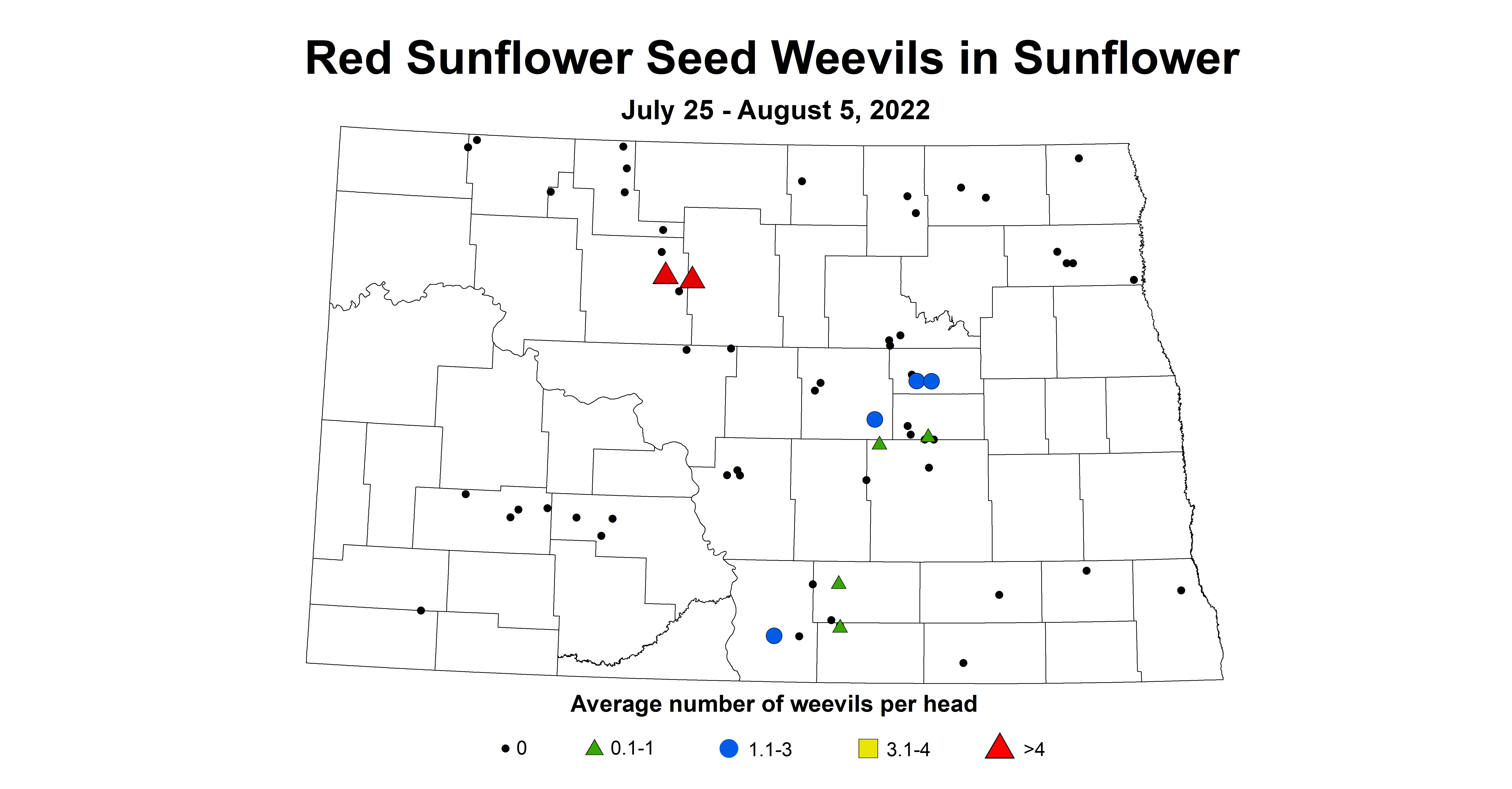 red sunflower seed weevils  2022 7.25-8.5.jpg