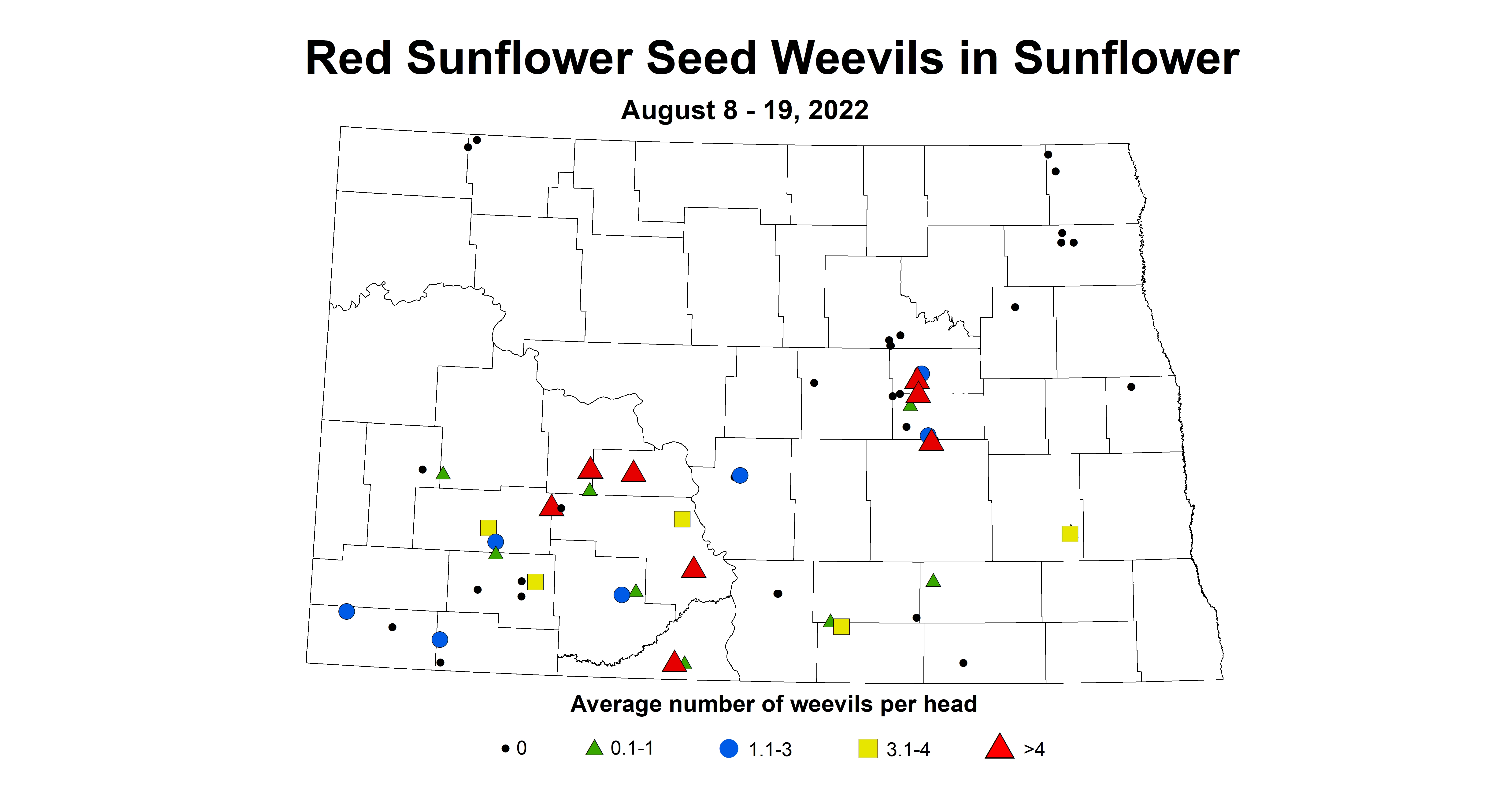red sunflower seed weevils 2022 8.8-8.19.jpg