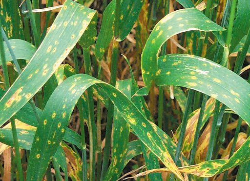 Figure 1. Wheat leaves with tan spot symptoms; note tan, necrotic center with yellow halo.