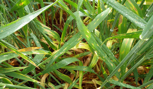 Figure 4. Prolonged moisture periods will favor the development of tan spot in the lower canopy of developing wheat.