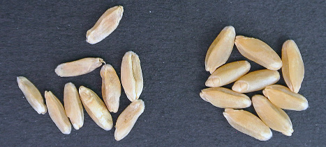 Figure 8. Shriveled durum kernels (left) caused by SNB and normal durum kernels (right). 