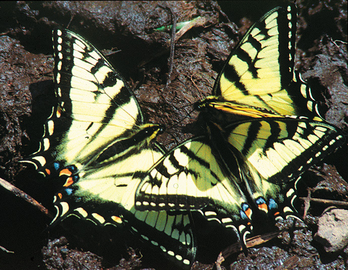 Figure 2. Canadian swallowtails congregate at a mud puddle.
