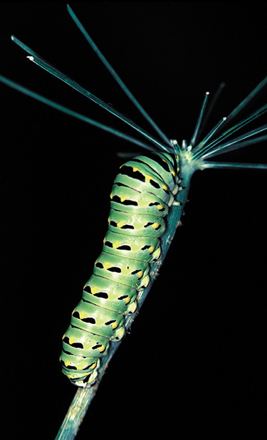 Figure 3. Caterpillar (or larvae) of black swallowtail. 