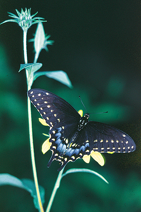 Figure 5. Adult butterfly of black swallowtail. 
