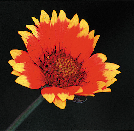 Figure 7. Gaillardia is a midseason flower for attracting butterflies. 