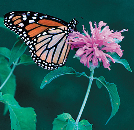 Figure 8. Bee balm is a midseason flower for attracting butterflies.