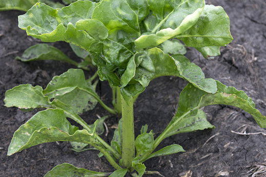2. Sugar beet with “celery stalking” or “trumpeting” symptom following off-target movement of 2,4-D. 