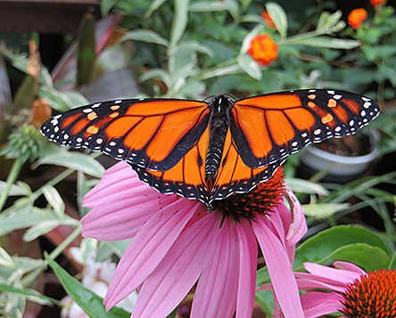 Figure 9. Purple coneflower (Echinacea) provides a convenient place for butterflies (Monarch) to land and feed.