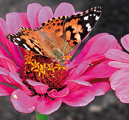 Figure 11. Zinnia with painted lady. Zinnia is a late-season flower for attracting butterflies.