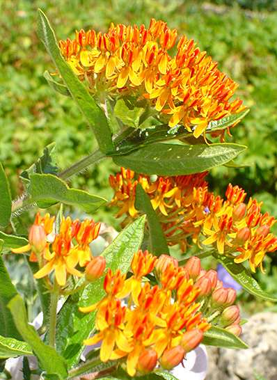 Figure 13. Butterfly weed is an orange-flowered milkweed.