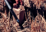 Figure 5. Sampling using a hand-held soil probe to 6 inches.