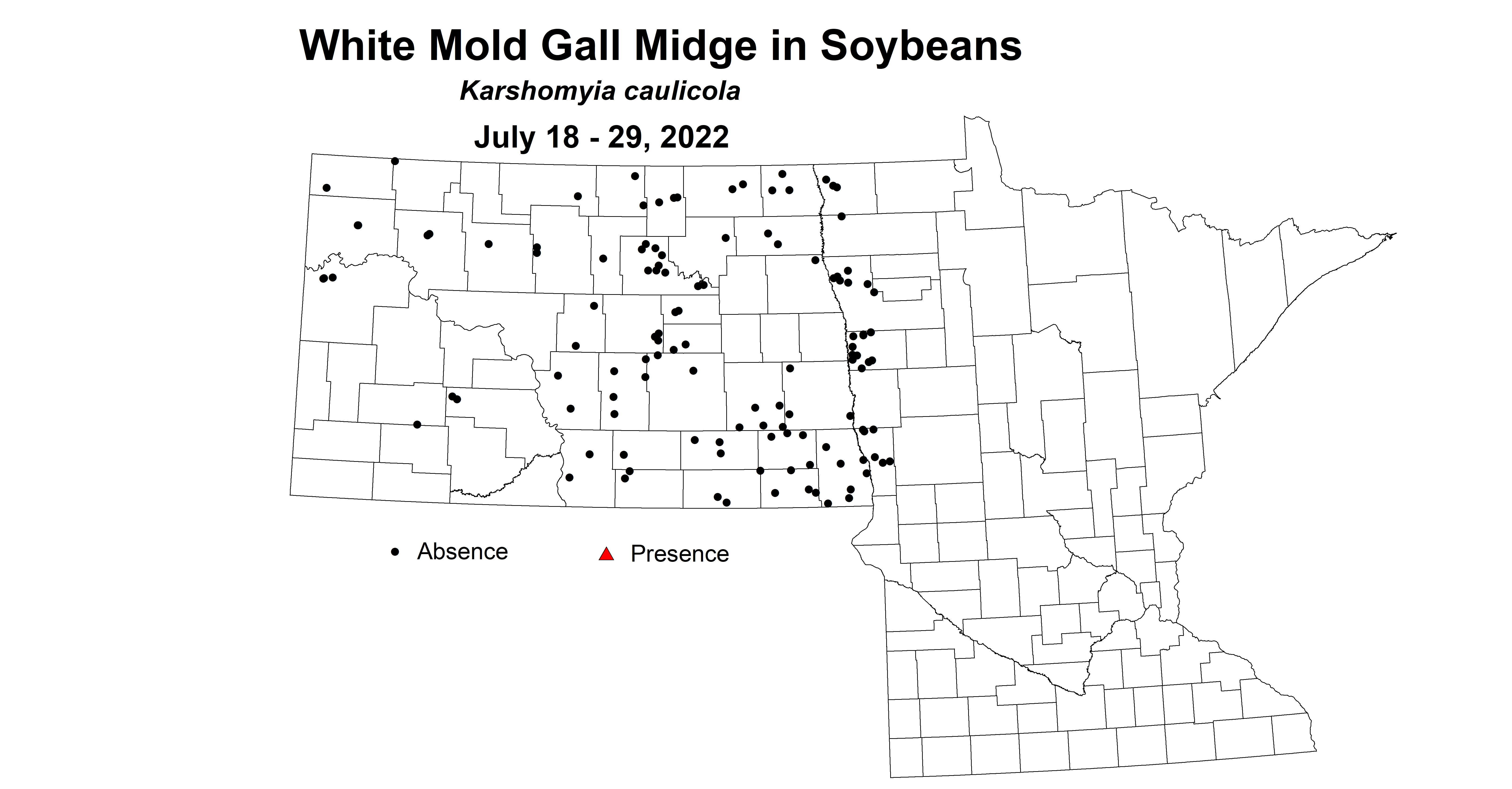 soybean white mold gall midge 2022 7.18-7.29.jpg
