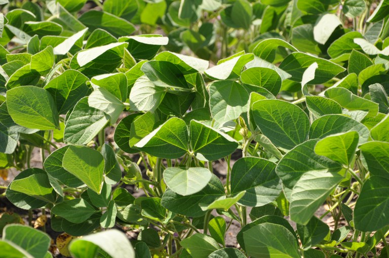 Soybean in field