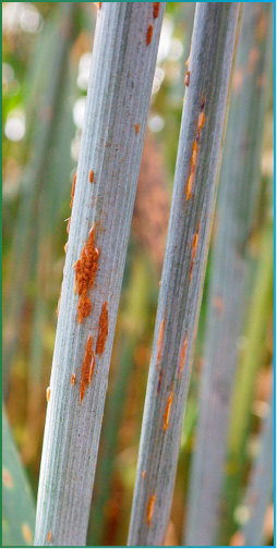 Figure 2. (Left) Stem rust pustules with dark red-brown spores. (Right) Crown rust pustules on stem. Note color and size differences. 