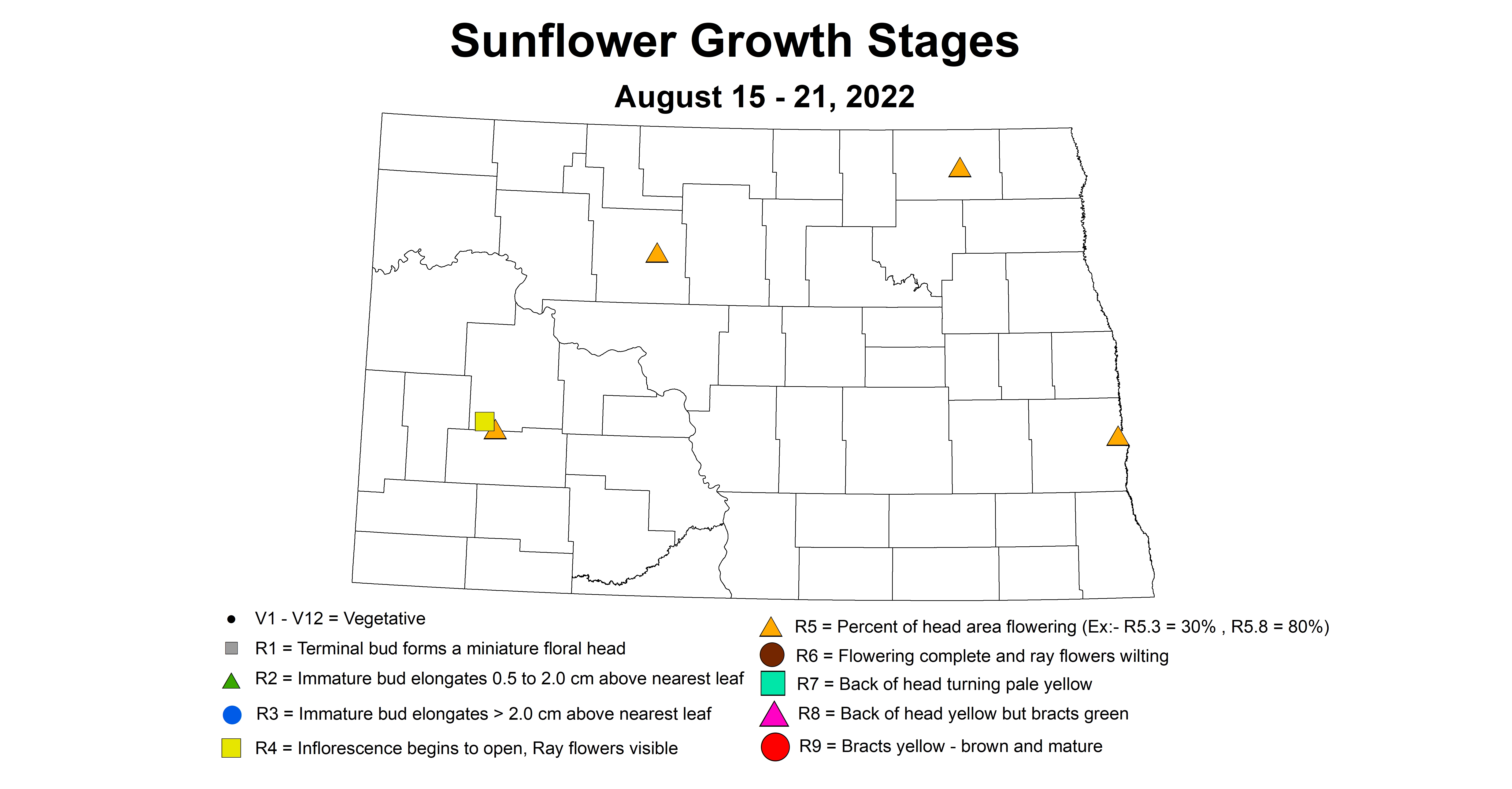 sunflower growth stage 2022 8.15-8.21.jpg