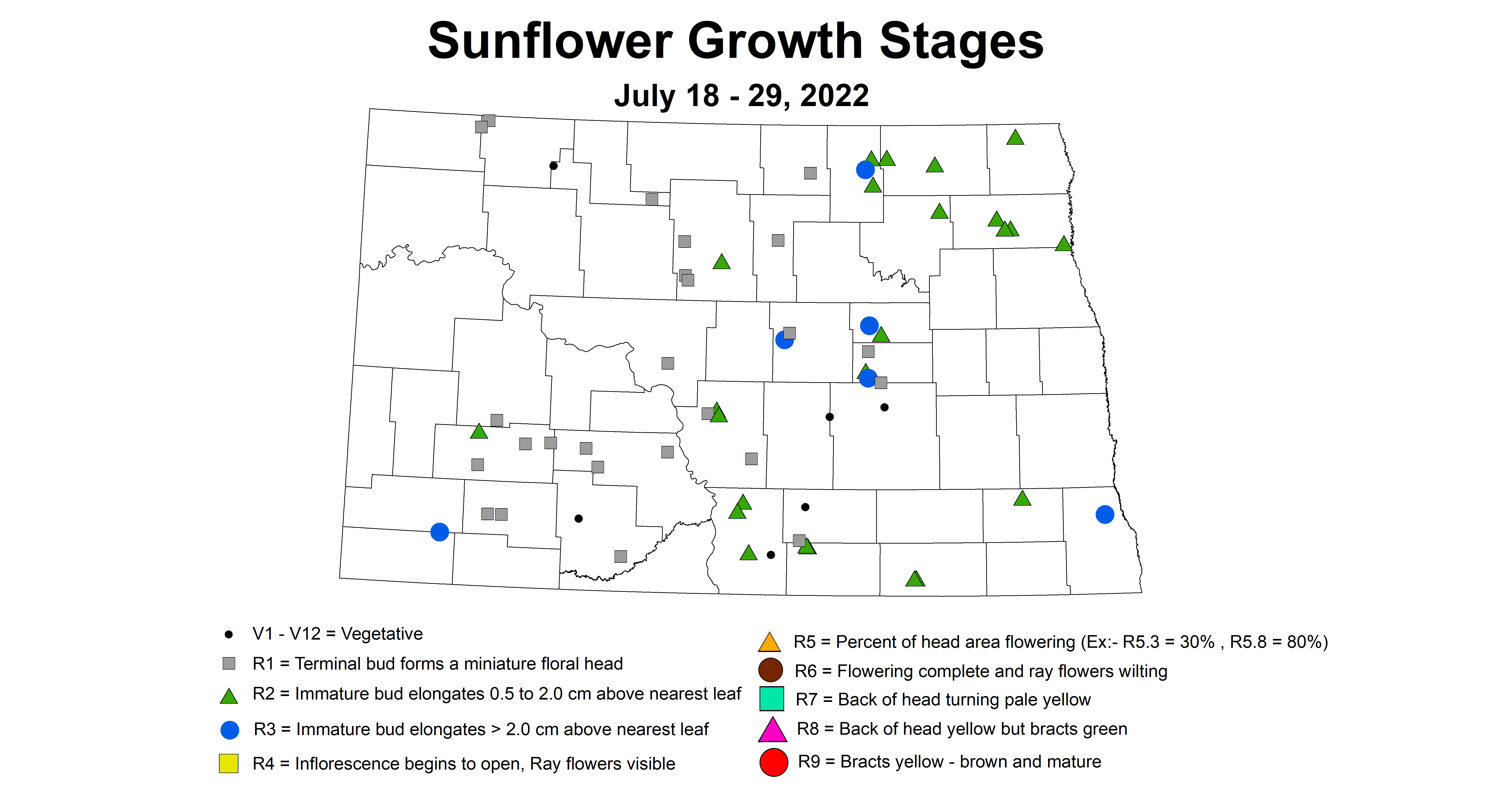 sunflower growth stages 2022 7.18-7.29.jpg