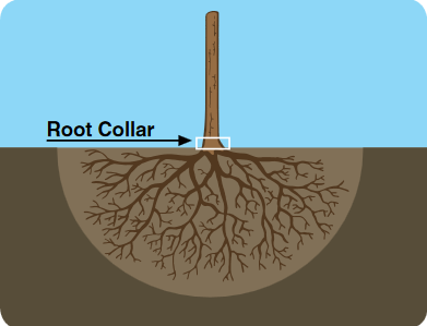 Figure 3. Proper planting depth.