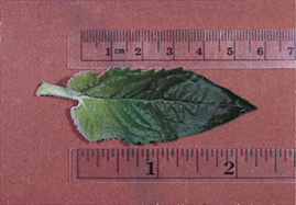 True leaf — 4 cm