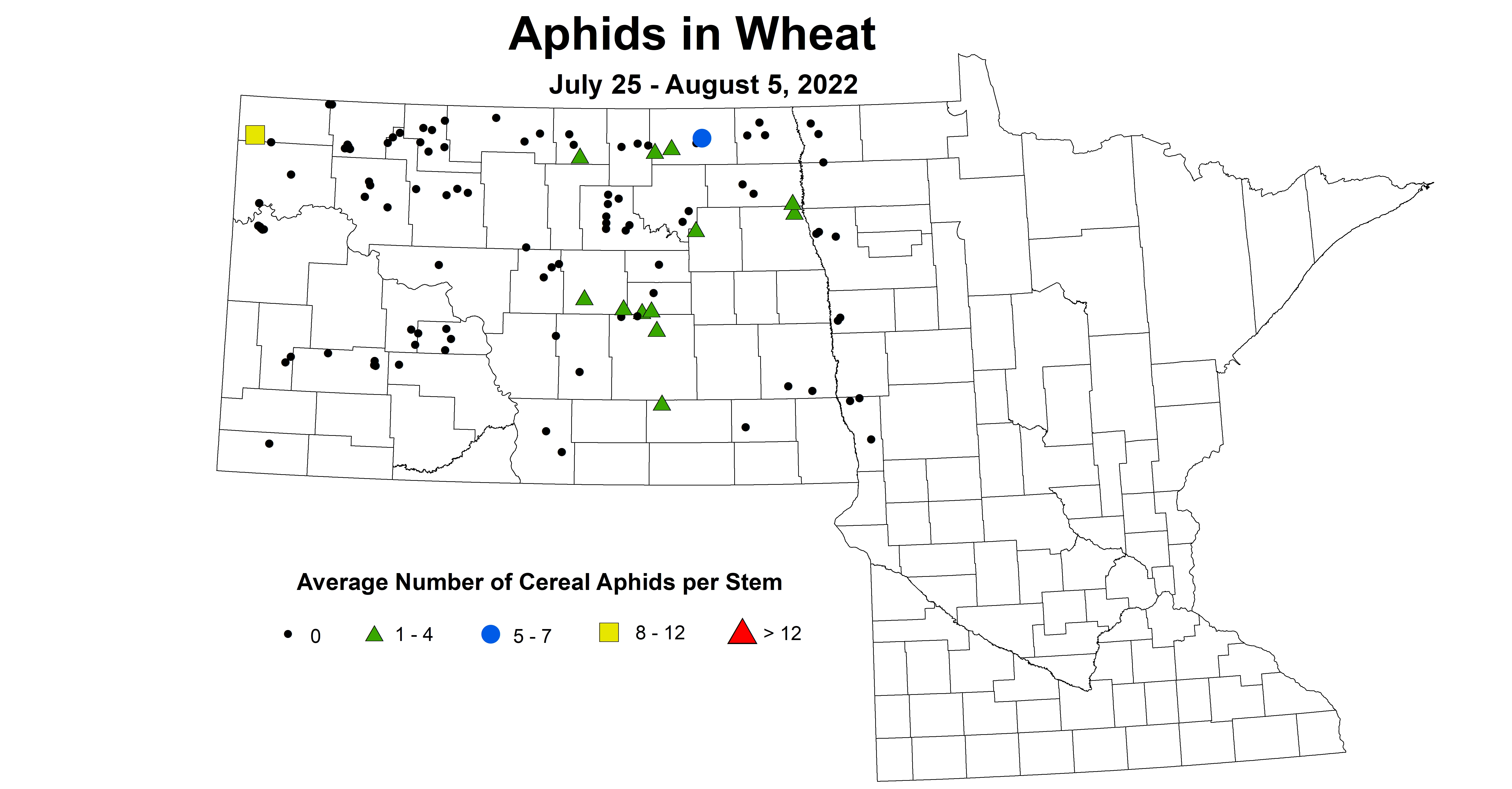 wheat aphids 2022 7.25-8.5