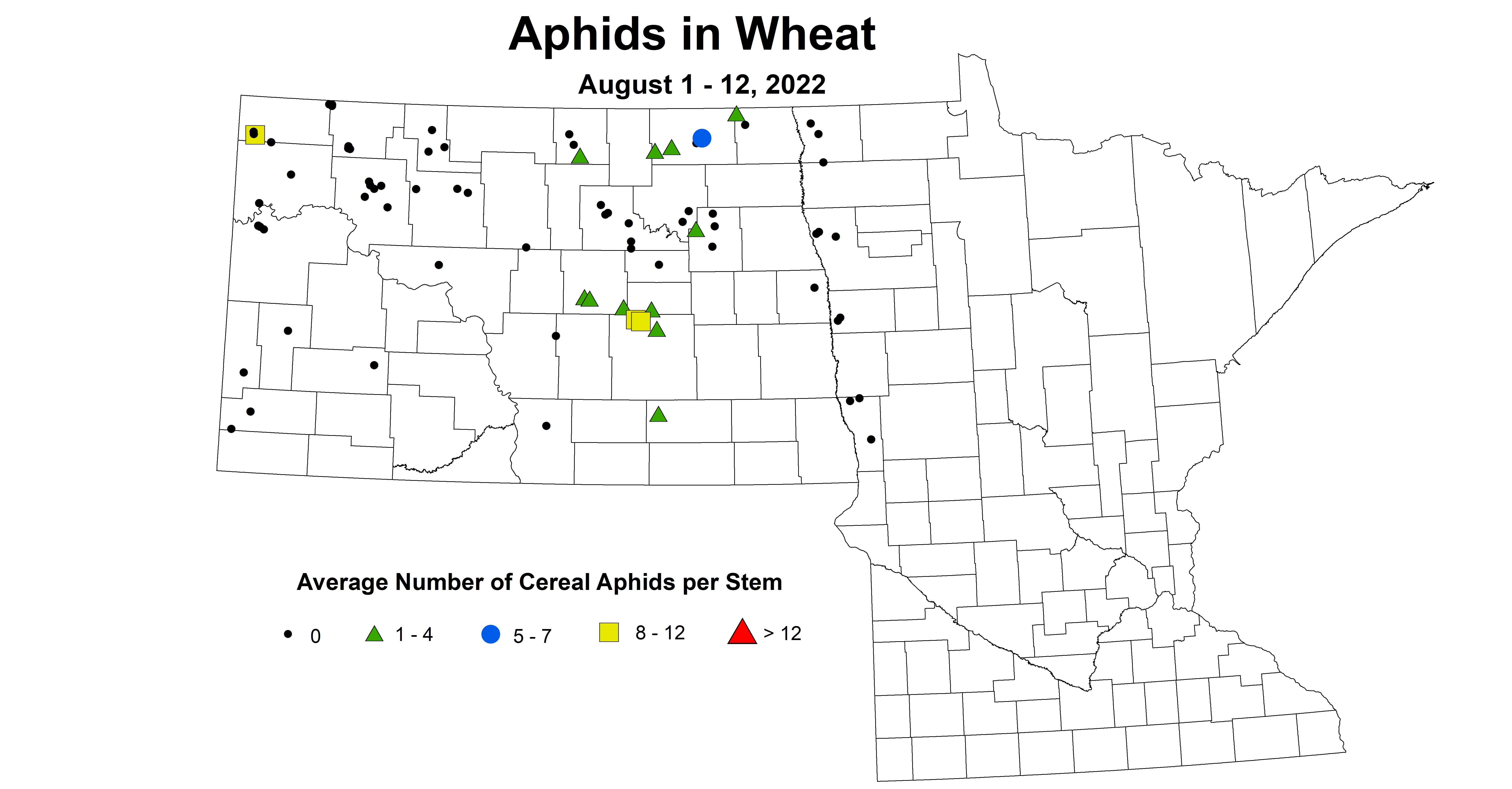 wheat aphids 2022 8.1-8.12