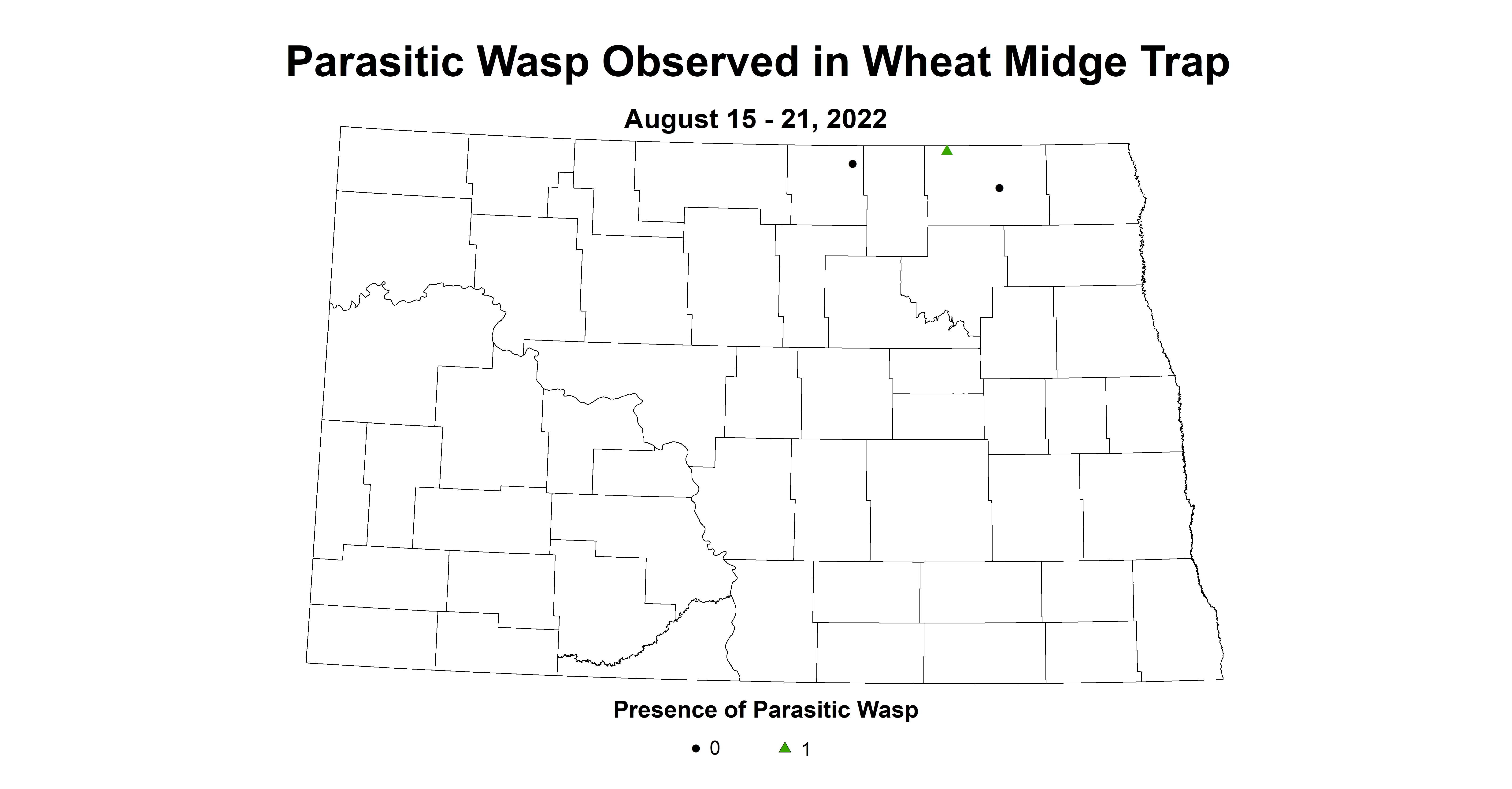 wheat midge parasitic wasp 2022 8.15-8.21