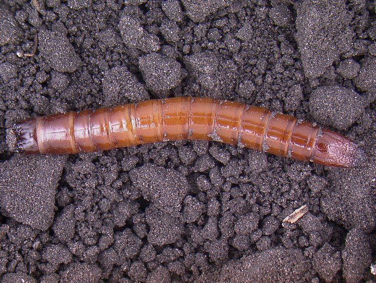 Photo 9. Wireworm larva – Elateridae.