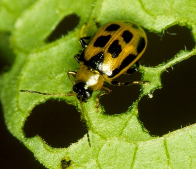 A yellow beetle with four black spots on its wings sits on a damaged green leaf.