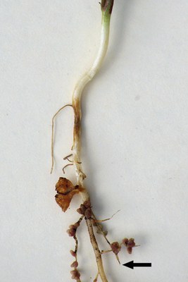 Figure 3b. Symptoms of Rhizoctonia root rot b) pea with black arrow indicating tip rot symptoms.