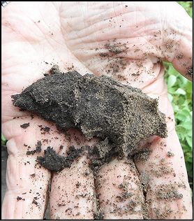 Wet soil that forms a tight ball and indicates more than 75 percent available water. 