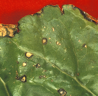 Bacteria also enter at the leaf margins (initially may appear water-soaked) and leaf edges turn yellow and then necrotic.